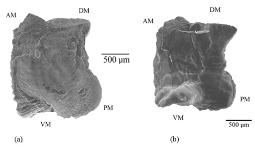 Study of the Age of Centropomus robalito by Otoliths Analysis of